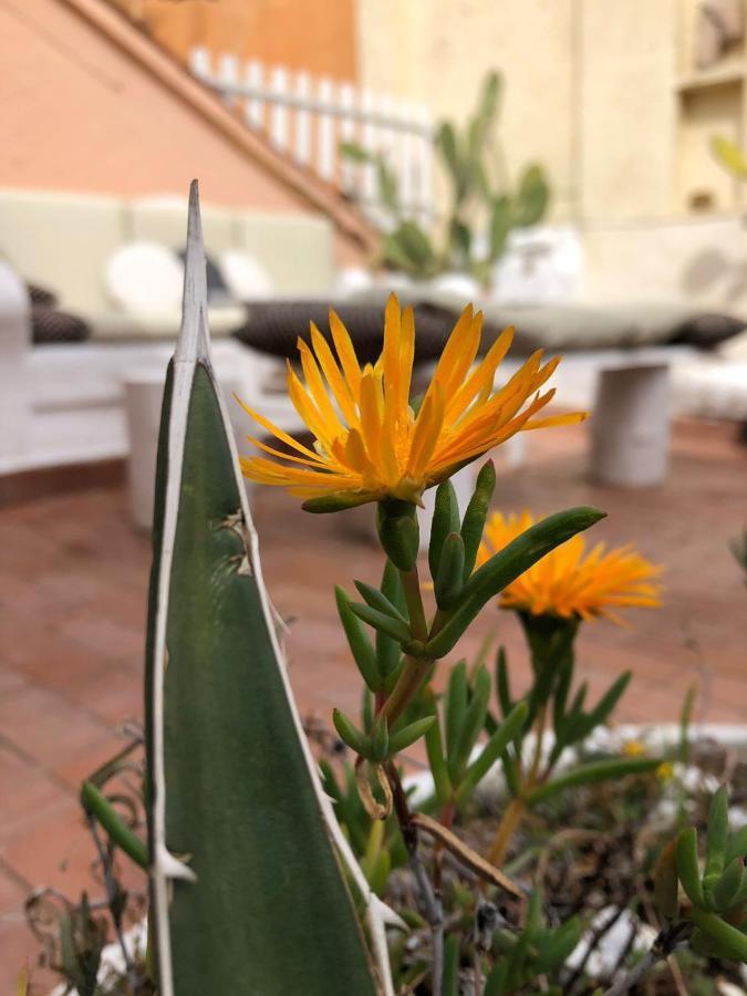 Navona Sunshine Big Terrace Apartman Róma Kültér fotó